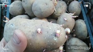 Результата хранения разных сортов картофеля от осени до весны в погребе
