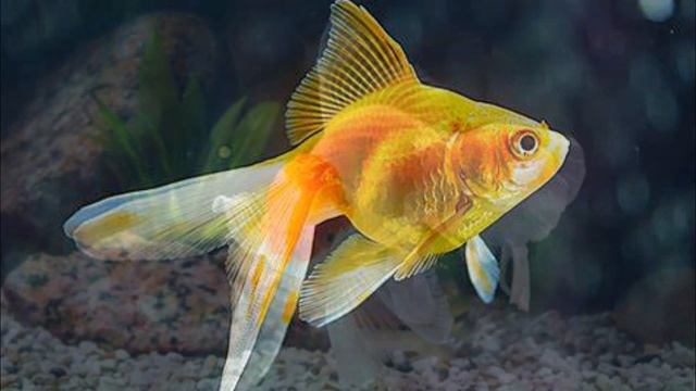 A História completa do aquarismo! (EP.40) The complete history of fishkeeping! смотреть онлайн