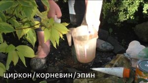 КАК ЛЕЧИТЬ МОРОЗОБОИНЫ/ТРЕЩИНЫ/ВЫПРЕВАНИЯ КОРНЕВОЙ ШЕЙКИ И ДУПЛА!