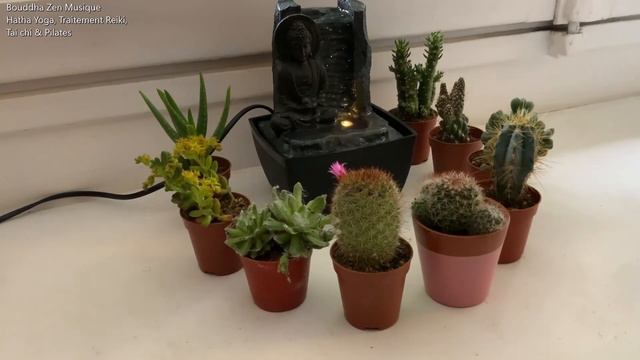 Cactus Zen - Méditation Bouddhistes N°1 [HD]