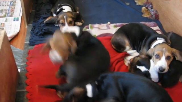 Basset Artesien Normand Puppies 8½ weeks old (7) смотреть онлайн