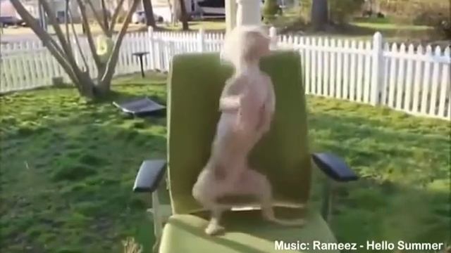 Звери танцуют круто смотреть онлайн