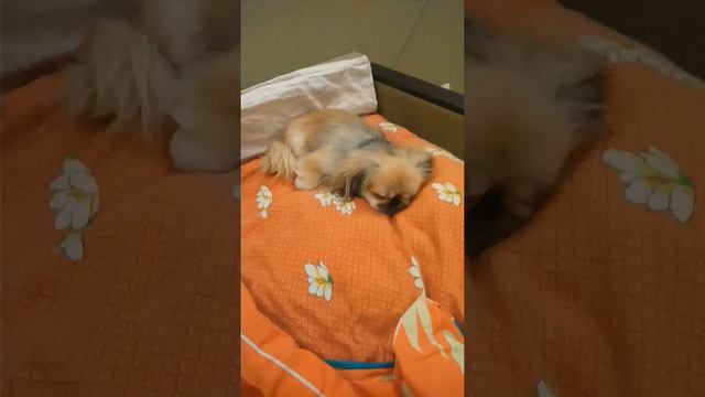 Собаки породы пикенесы смотреть онлайн