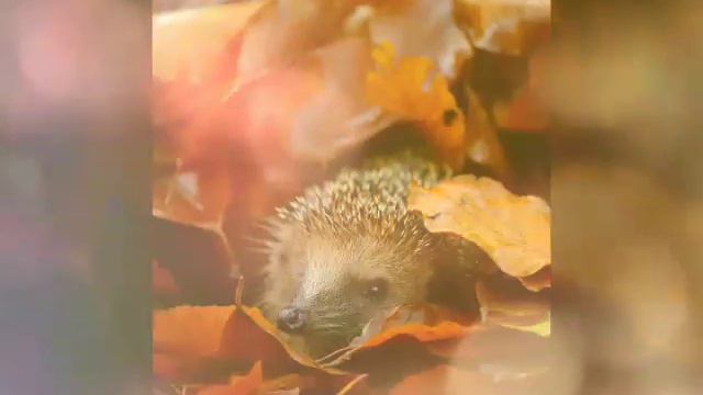 Осень прекрасное время года😃!!!(извените что не было видео!) Я вас люблю!😘 смотреть онлайн