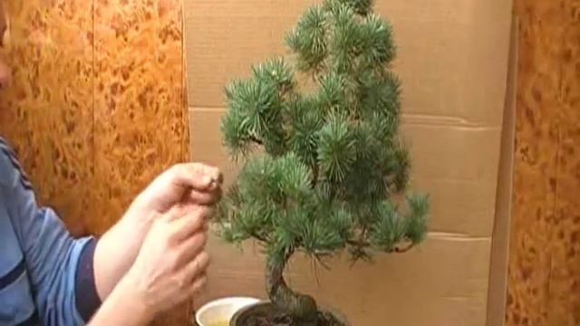 Мастерская Бонсай Сосна Карпенков Павел  Часть 4 
