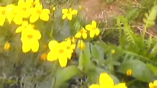 Биденс, самосев, 30 августа смотреть онлайн