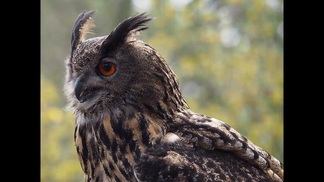 Owl Sound | Owl Sound Effects | Owl Singing | Owl Calls | Owl Noises | Nature Sounds | No Music смотреть онлайн
