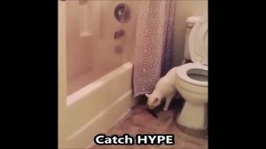 Смешной Прикол Кошка Обосралась
