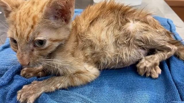 Девушка подобрала на свалке странное существо, похожее на скелет и спасла его. смотреть онлайн