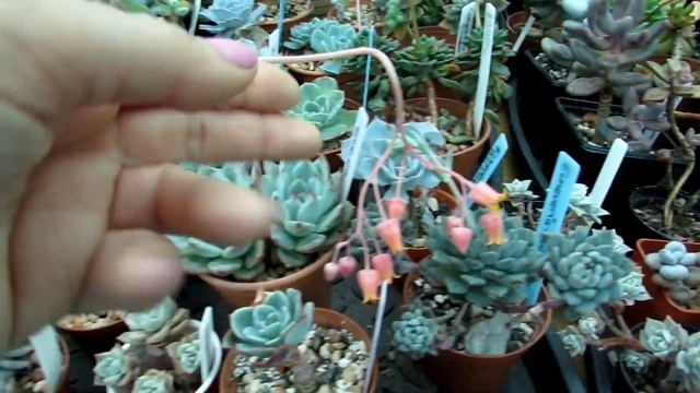 My Kalanchoe Pumila “Flower Dust Plant” In Beautiful Bloom