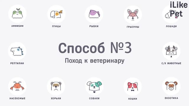 4 способа избавиться от ожирения у вашей кошки смотреть онлайн