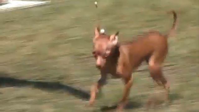 СОСЕДИ ПО ПЛАНЕТЕ АНОНС 09 10 10 22сек смотреть онлайн