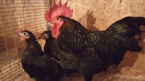 Синь Синь Дянь китайская порода кур