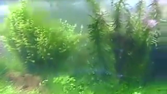 my planted aquarium video3 смотреть онлайн