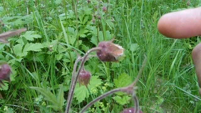 Сбор цветков гравилата речного смотреть онлайн