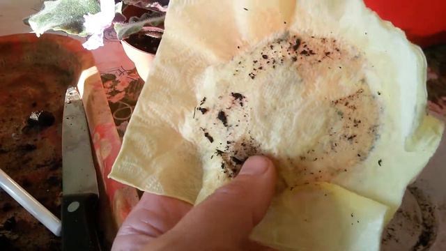 Фиалочка на подозрении. Что делать? 2017 08 18