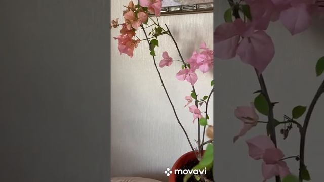 Бугенвиллия в декабре…. смотреть онлайн