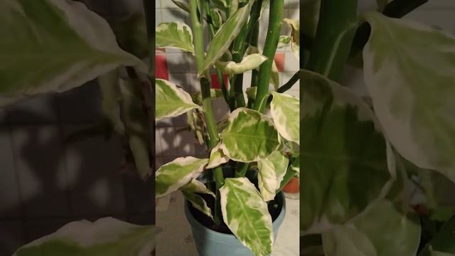 # 025 Педилантус. Уход и размножение в домашних условиях смотреть онлайн