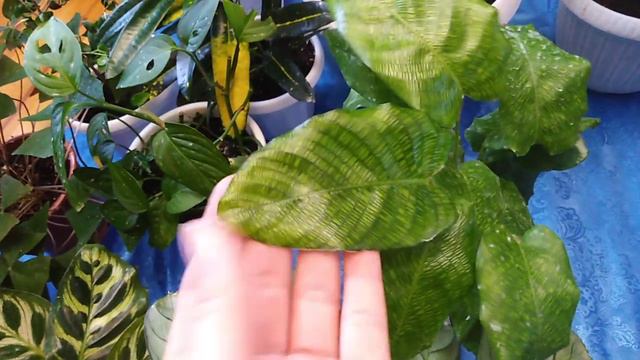 Комнатные цветы .Часть 2. смотреть онлайн