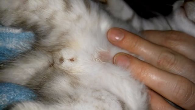 Котёнок Не Писает!Что делать!Как помочь! смотреть онлайн