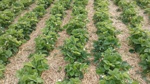 ФЛОРОН биостимулятор цветения