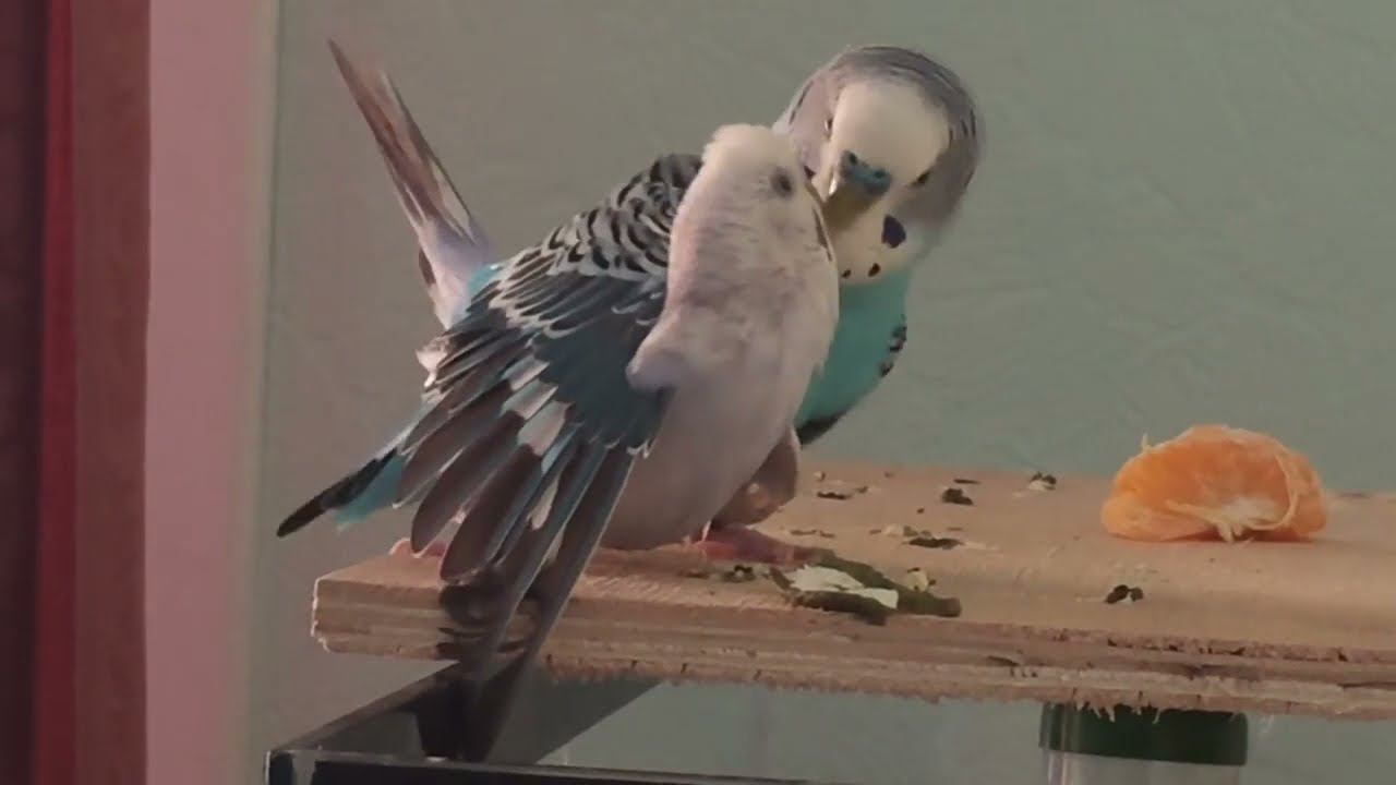 Самец волнистого попугая ухаживает за самкой, гнездование попугаев смотреть онлайн