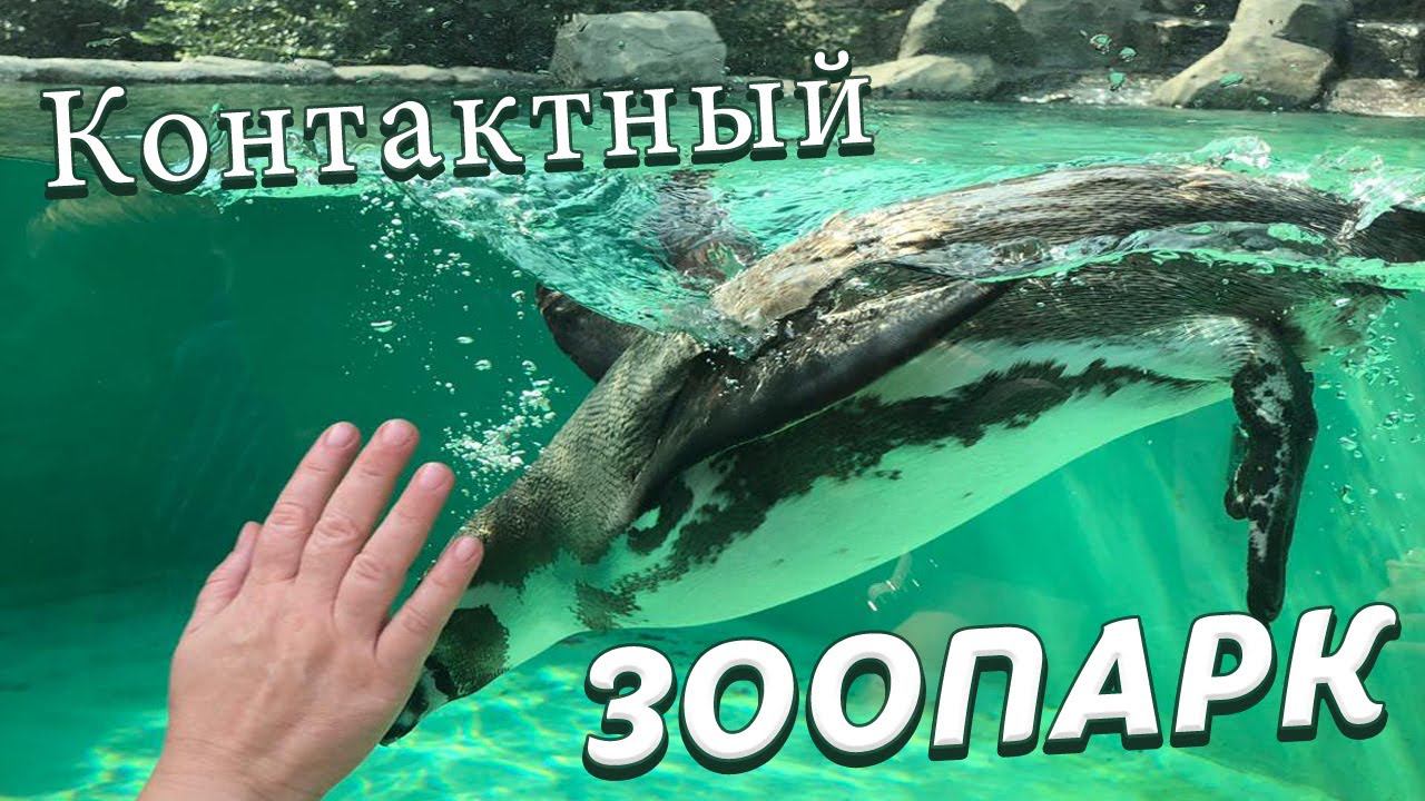 Контактный ЗООПАРК. Жизнь животных Новосибирского зоопарка. Video Trawl #005 смотреть онлайн