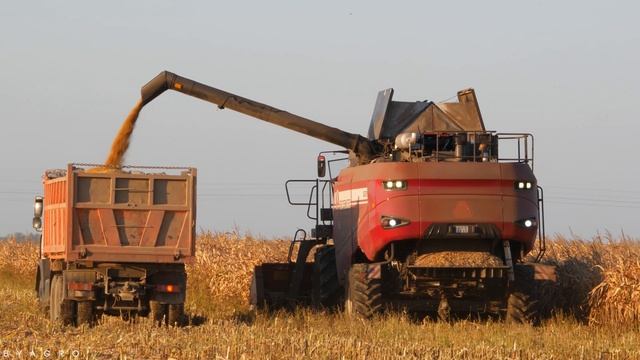 Уборка кукурузы / ГОМСЕЛЬМАШ GS3219, CLAAS Lexion 580 / МАЗ 5516 / смотреть онлайн