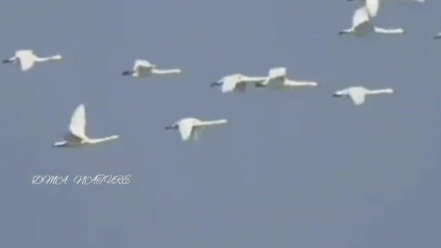 Dospolova M. A. Лебеди. Полёт лебедей. Полёт клином. Звуки лебедей. Взлёт лебедей смотреть онлайн