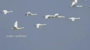 Dospolova M. A. Лебеди. Полёт лебедей. Полёт клином. Звуки лебедей. Взлёт лебедей