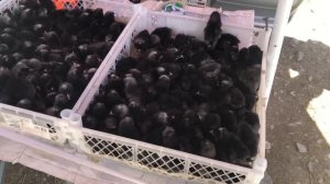 Скотный рынок Манас Четверг 15 июня Цены на Скот