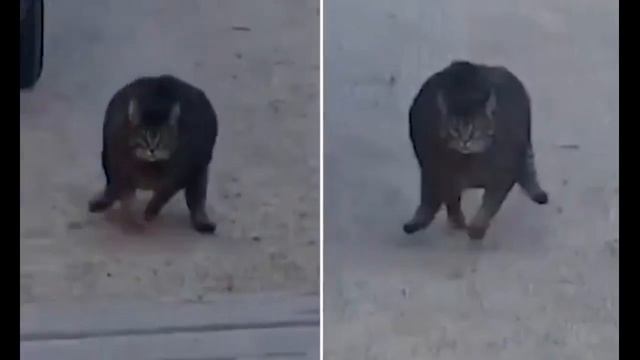 Толстый кот бежит смотреть онлайн