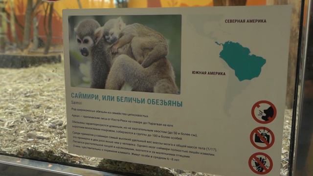 В Белгородском зоопарке пополнение – обезьянка рода саймири смотреть онлайн