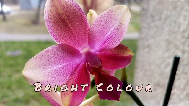 #GVOS2020 Phalaenopsis Sweet Memory Liodoro смотреть онлайн