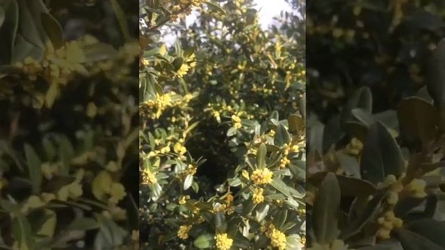 САМШИТ красивое цветение и МЕДОНОС в моем саду! смотреть онлайн