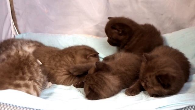 Британским котятам 24 дня. Http://gala-cat.ru/