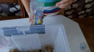 Улитки АХАТИНА , БЕШЕННО растут, мой уход и кормление