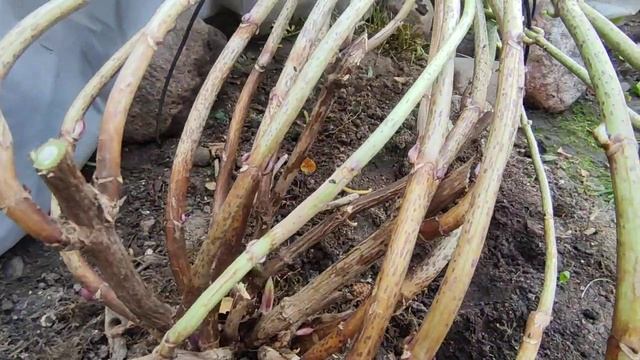 Когда укрывать крупнолистные гортензии смотреть онлайн