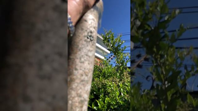 Un año de plantado . Service del jardín смотреть онлайн