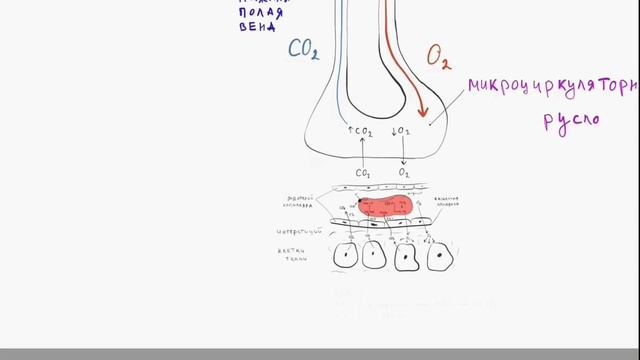 Газообмен в тканях и лёгких. смотреть онлайн