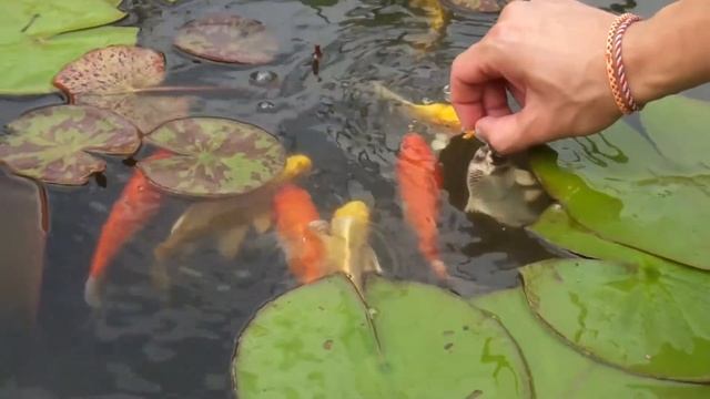 Карпы кои ручные! Едят корм из рук. Заведите себе таких рыб обязательно! смотреть онлайн