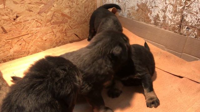 Щенки тибетского мастифа в Казани 05.02.2017 смотреть онлайн