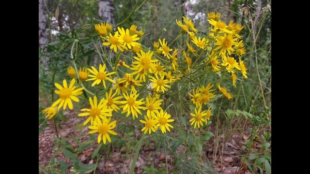 Белый гриб.Тихая охота.Осторожно змеи. Лаишевский р-н. 21.07.22г. смотреть онлайн