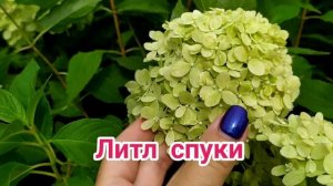 Гортензия метельчатая Мохито и Литл Спуки