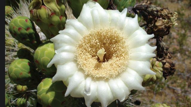 Knowledge 8 Lesson 3 (Grade 1) - The animals of the Sonoran Desert Habitat смотреть онлайн