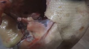 Сравниваем мясо петуха, утки, индоутки и гуся