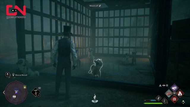 How to Rescue Biscuit in Hogwarts Legacy - Take the Biscuit Quest смотреть онлайн