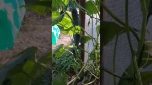 Огурец Сигурд F1-урожайность супер!!!