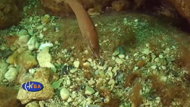 Гребенчатый губан. Рыбы Черного моря. Ctenolabrus rupestris Goldsinny wrasse смотреть онлайн