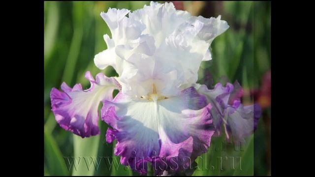 #CenterIce CENTER ICE Ирисы Липатова Н смотреть онлайн